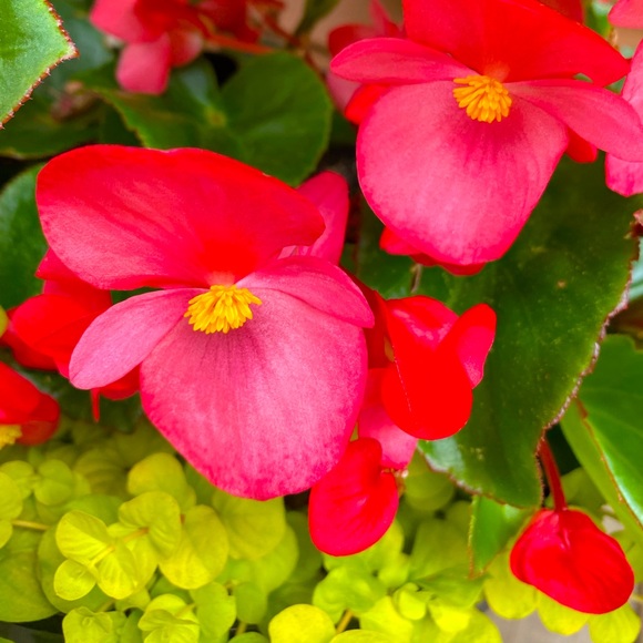 Meet your Posher, Tiffany - Picture 1 of 1